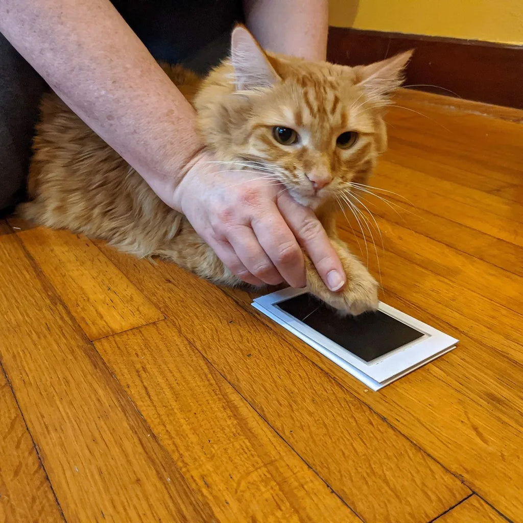 Clean Touch Paw Print Ink Pad