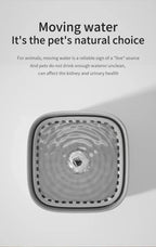 3L Filtered Cat Water Fountain