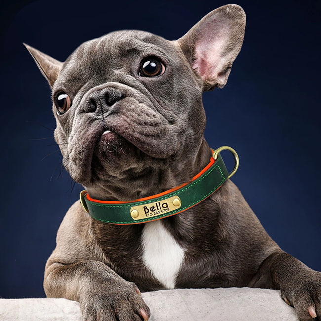 Personalized Engraved Dog Collar Main Image
