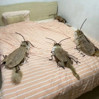 Grey cats wearing funny DIY cockroach wings and antenna costume