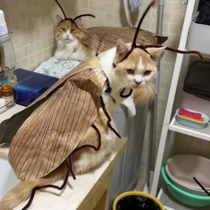 Grey cats wearing funny DIY cockroach wings and antenna costume