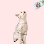 Cat Treat Squeeze Spoon Feeder